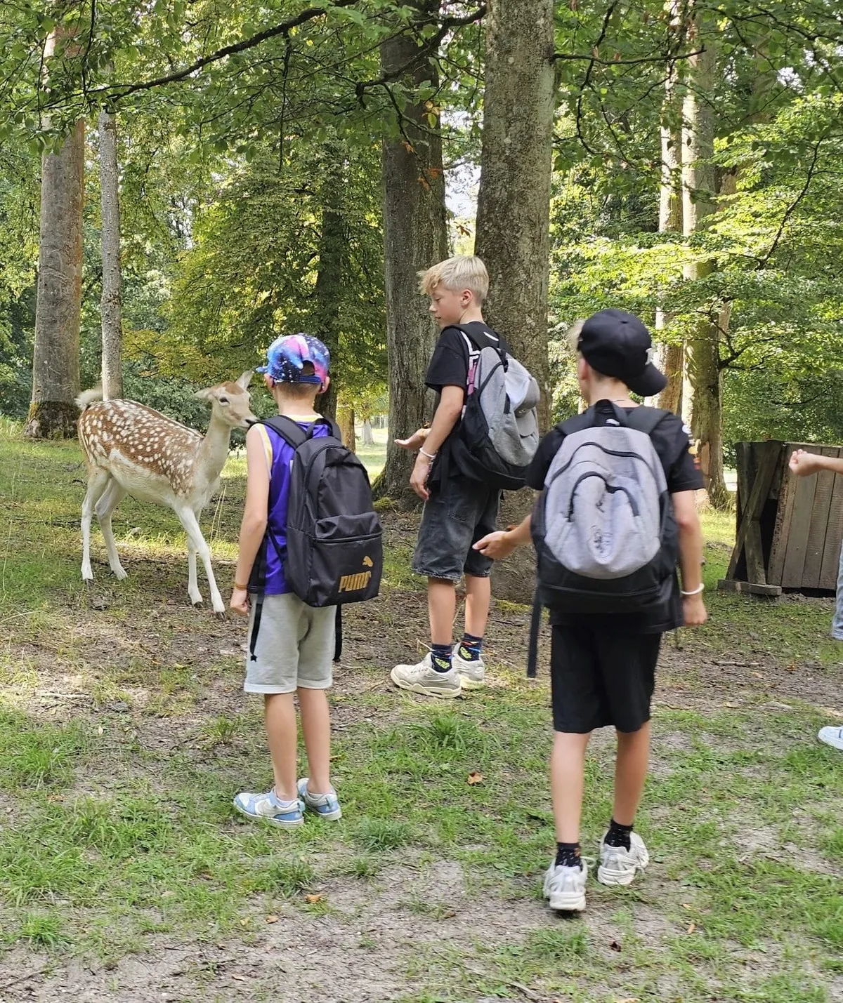Drei Jungs stehen im Wildgehege des Wildparks Schloss Tambach vor einem Dammwild.